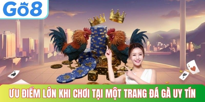 Ưu điểm lớn khi chơi tại một trang đá gà uy tín